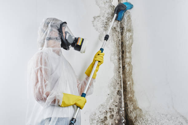 Best Bathroom Mold Remediation in Annandale, VA