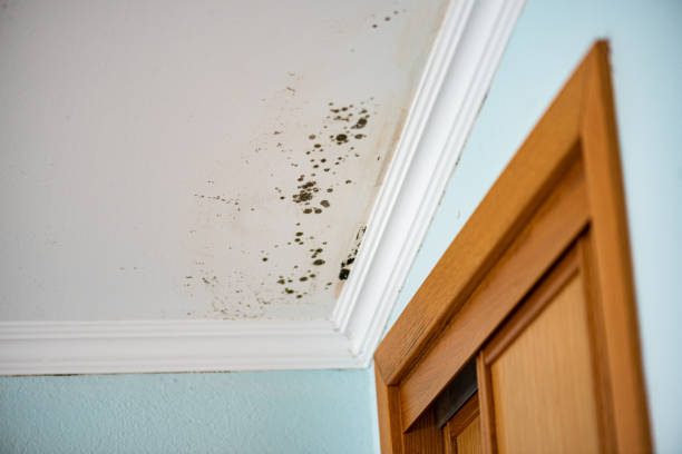 Best Localized Mold Remediation (e.g., coastal areas, humid climates) in Annandale, VA