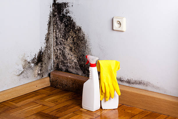 Best HVAC Mold Remediation in Annandale, VA